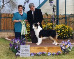 Best in Futurity and Best in Sweepstakes
2000 USASA National Specialty 

Thank you Breeder Judge Mrs. Judy Norris