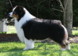 AKC/ASCA/ENG Ch. Heatherhill Shock n' Awe