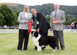 Shown winning veteran Stakes @ National Working & Pastoral Breeds Championship Show