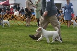 GCH Ch Bayshore R'VS Queen Victoia