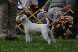 GCH Ch Bayshore R'VS Queen Victoia