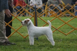 Beautiful pictures taken at Montgomery Kennel Club by our new friends Sinan from Germany