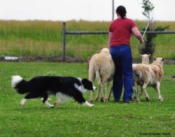 Brodie herding with Stacy