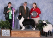 Winning Best of Breed at the 2010 National Specialy