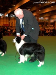 2nd in Open Dog at Crufts 2008. Handled by Mr Eric Broadhurst.