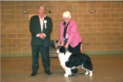 Riley winning the dog CC this year at Southern Border Collie Club. Photo taken by Ron Hawkins.